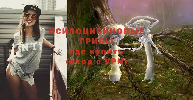 Галлюциногенные грибы Psilocybe  Гусиноозёрск 